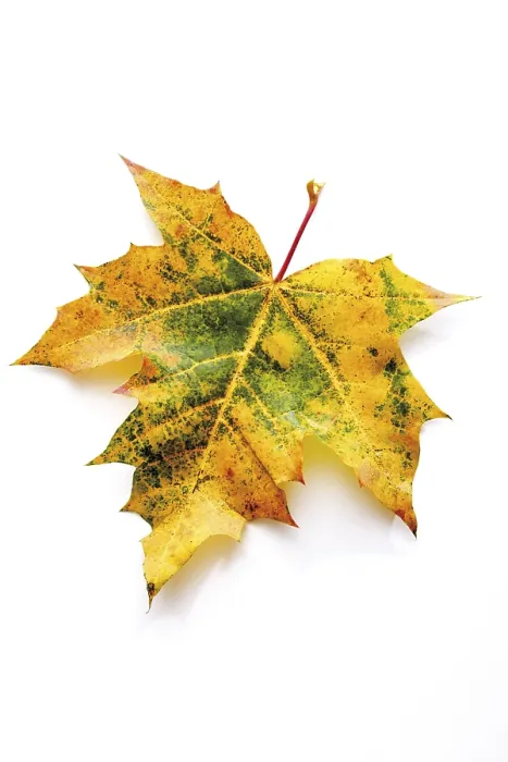 Framed Print : Acer Maple Autumn Leaf Print Framed Print : Acer Maple Autumn Leaf Print
