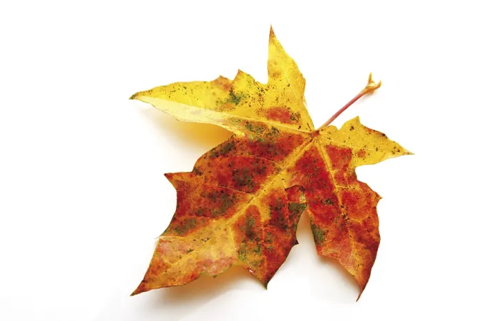 Framed Print : Print of Autumn Maple Leaf (Acer) Framed Print : Print of Autumn Maple Leaf (Acer)