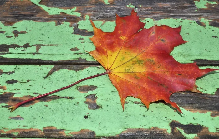 Framed Print : Autumn Maple Leaf Print in Vibrant Colors Framed Print : Autumn Maple Leaf Print in Vibrant Colors