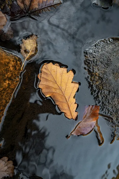 Framed Print : Autumn Leaf Print: Black Forest, Germany Framed Print : Autumn Leaf Print: Black Forest, Germany