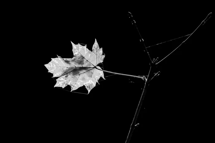 Framed Print : Autumn Maple Leaf Print, Germany Framed Print : Autumn Maple Leaf Print, Germany
