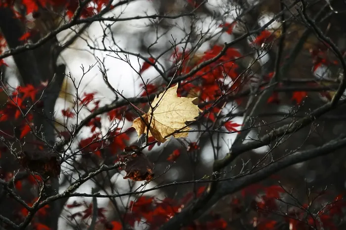 Framed Print : Autumn Print: Maple Leaf and Fan, Germany November Framed Print : Autumn Print: Maple Leaf and Fan, Germany November