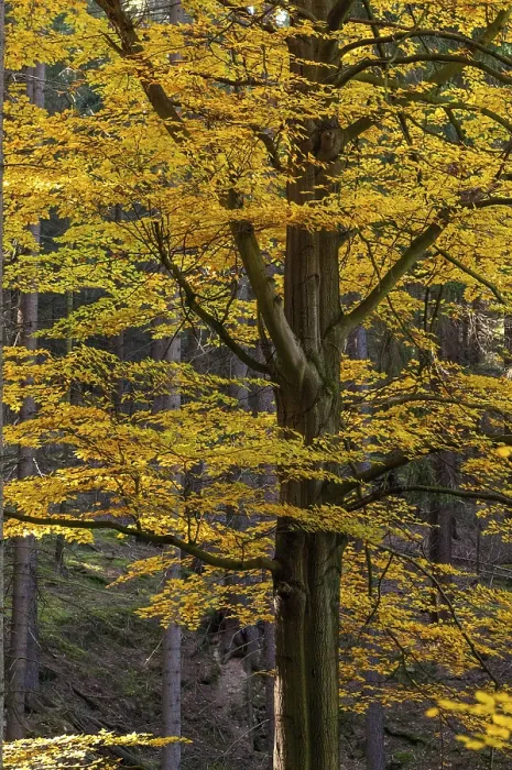 Framed Print : Autumn Beech Forest Print in Portrait Landscape