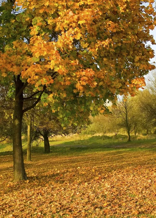 Framed Print : Autumn Tree Print with Falling Leaves Framed Print : Autumn Tree Print with Falling Leaves