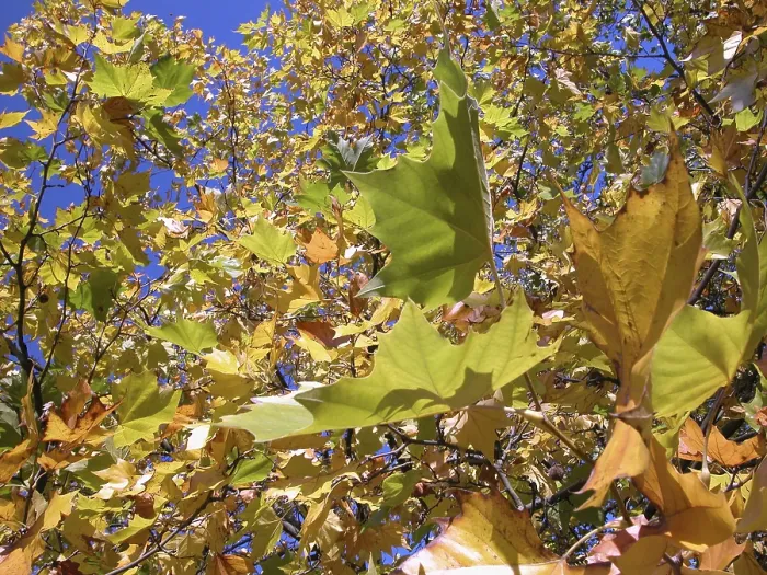 Framed Print : Autumn Tree Print with Yellow Leaves Framed Print : Autumn Tree Print with Yellow Leaves