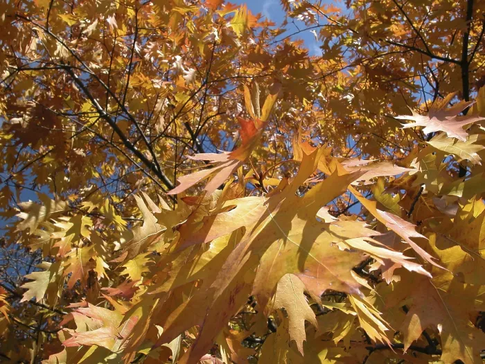 Framed Print : Autumn Tree Print with Yellow Leaves Framed Print : Autumn Tree Print with Yellow Leaves