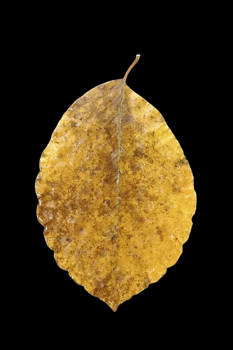 Framed Print : Autumnal Colored Beech Leaf Print Framed Print : Autumnal Colored Beech Leaf Print