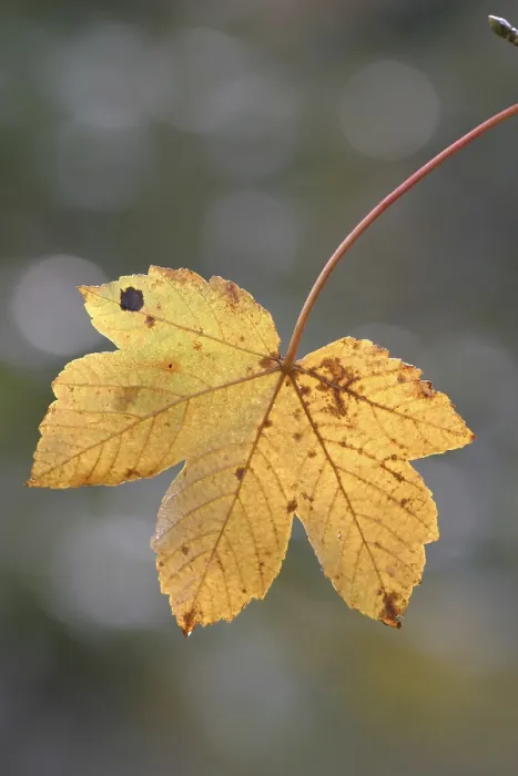 Framed Print : Autumnal Colored Maple Leaf Print Framed Print : Autumnal Colored Maple Leaf Print
