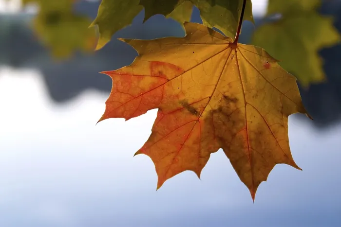 Framed Print : Autumnal Maple Leaf Print Framed Print : Autumnal Maple Leaf Print