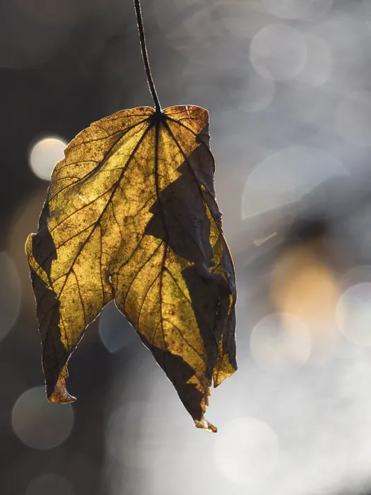 Framed Print : An Autumnal Maple Leaf Print Framed Print : An Autumnal Maple Leaf Print