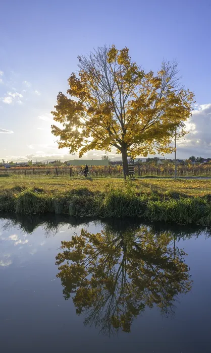 Framed Print : Autumnal Tree Reflected Print, Kottingbrunn, Austria Framed Print : Autumnal Tree Reflected Print, Kottingbrunn, Austria