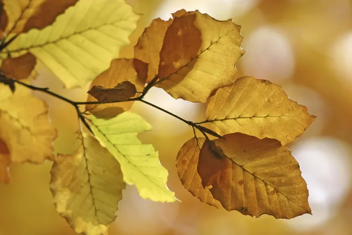 Framed Print : Autumnal Beech Leaf Print Framed Print : Autumnal Beech Leaf Print