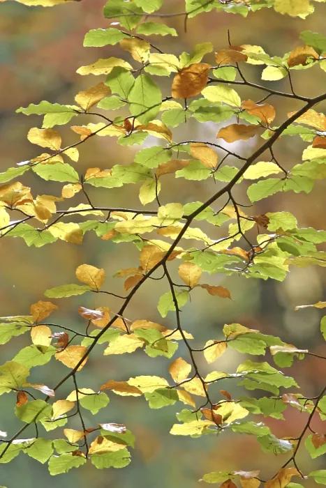 Framed Print : Autumnal Colored Beech Leaves Print Framed Print : Autumnal Colored Beech Leaves Print