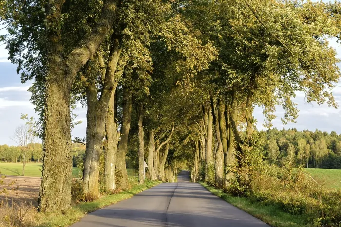 Framed Print : Avenue in Masuria Print Framed Print : Avenue in Masuria Print