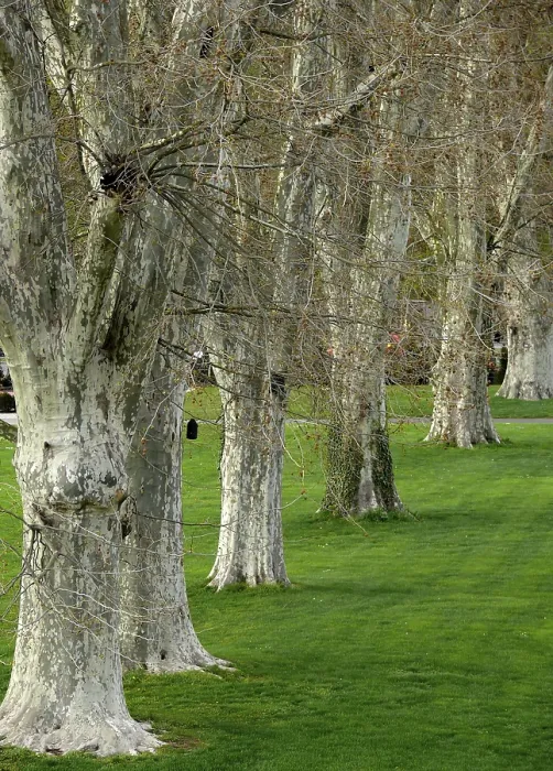 Framed Print : Avenue of Plane Trees Print Framed Print : Avenue of Plane Trees Print