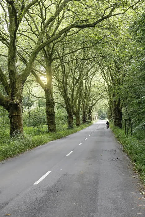 Framed Print : Avenue with Plane Trees and Road in Spring Print Framed Print : Avenue with Plane Trees and Road in Spring Print