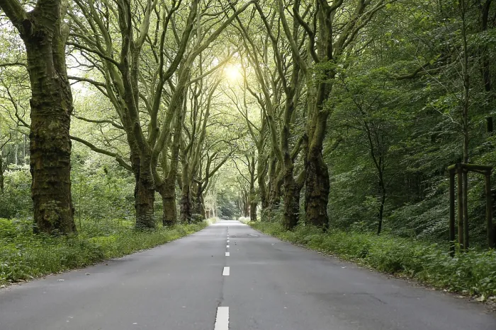 Framed Print : Avenue with Plane Trees and Road in Spring Print Framed Print : Avenue with Plane Trees and Road in Spring Print