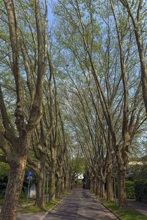 Framed Print : Avenue of Plane Trees in Spring Print, Germany Framed Print : Avenue of Plane Trees in Spring Print, Germany