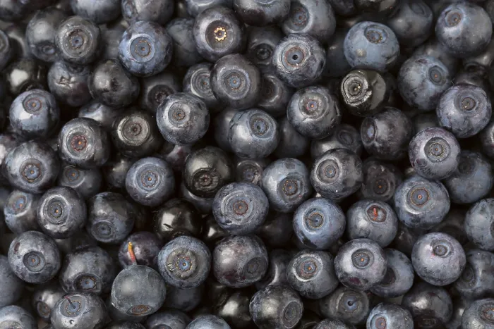 Framed Print : Background Blueberries Print by imageBROKER Framed Print : Background Blueberries Print by imageBROKER