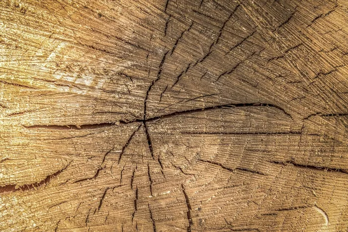 Framed Print : Close-up of Cracked Pine Log Print Framed Print : Close-up of Cracked Pine Log Print