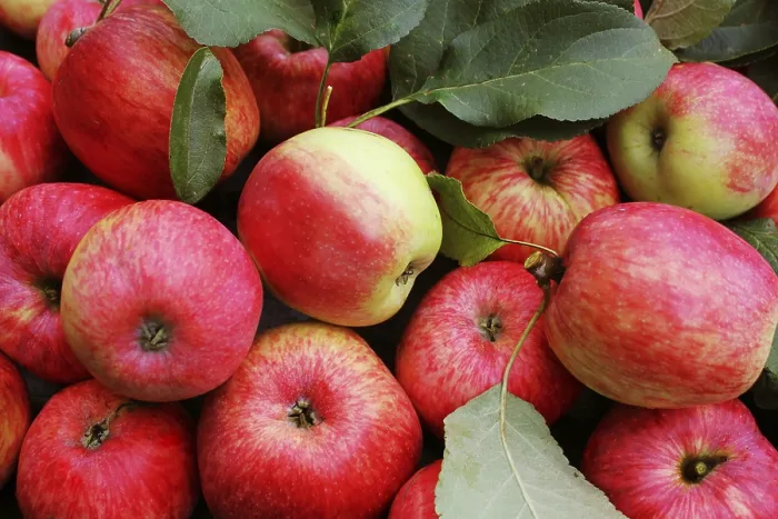 Framed Print : Fresh Red Apples Print - Top View Framed Print : Fresh Red Apples Print - Top View