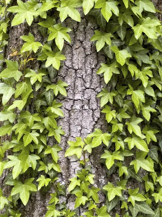 Framed Print : Ivy Overgrows Tree Bark Print