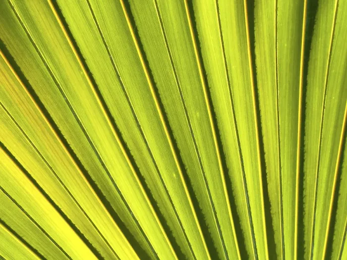 Framed Print : Palm Tree Leaf Detail Print Framed Print : Palm Tree Leaf Detail Print