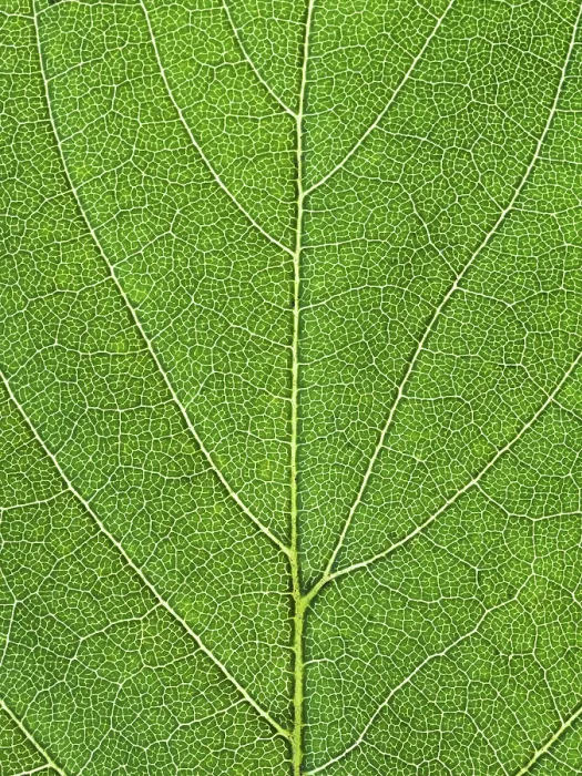 Framed Print : Oak Green Leaf Background Print Framed Print : Oak Green Leaf Background Print