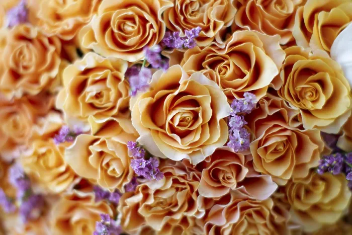 Framed Print : Orange Roses Background Print Framed Print : Orange Roses Background Print