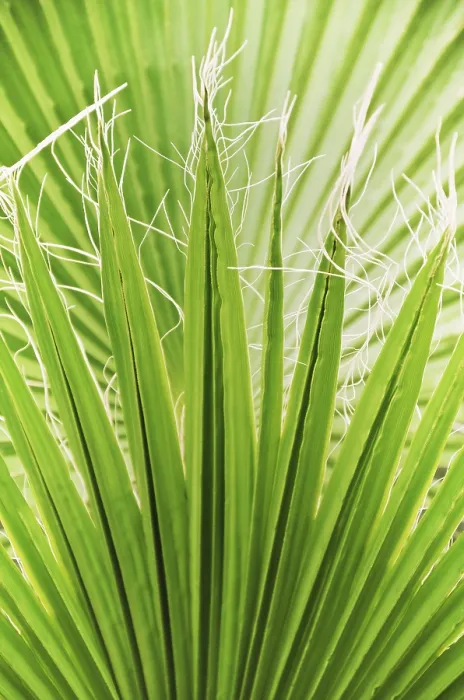 Framed Print : Palm Leaf Print in Sunlit Background Framed Print : Palm Leaf Print in Sunlit Background