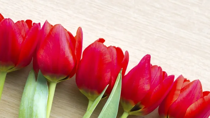 Framed Print : Red Tulips Background Print Framed Print : Red Tulips Background Print