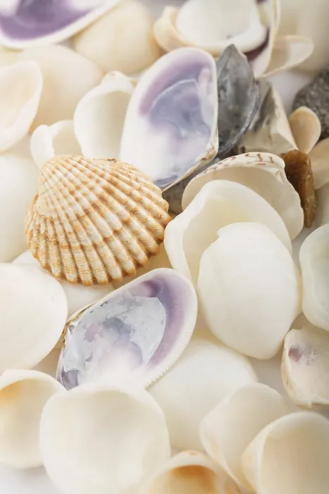 Framed Print : Background from a Sea Shells Print Framed Print : Background from a Sea Shells Print