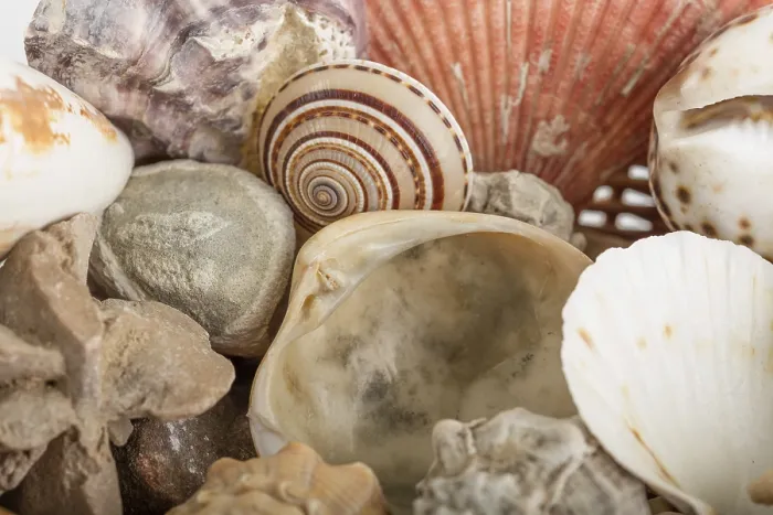 Framed Print : Background from a Sea Shells Print Framed Print : Background from a Sea Shells Print