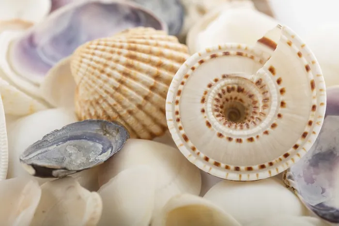 Framed Print : Background from a Sea Shells Print Framed Print : Background from a Sea Shells Print