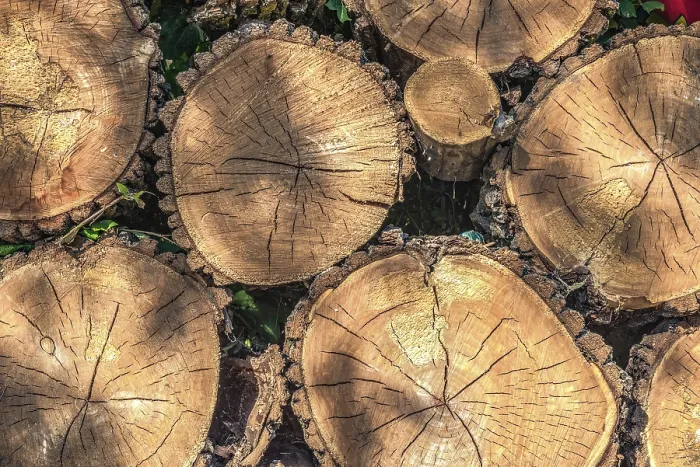 Framed Print : Stacked Pine Logs Print Framed Print : Stacked Pine Logs Print
