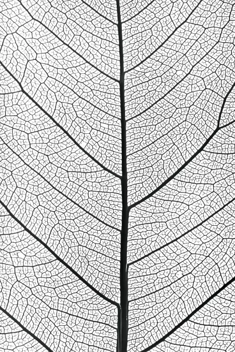 Framed Print : Tree Leaf Close-Up Print Framed Print : Tree Leaf Close-Up Print