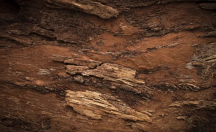 Framed Print : Walnut Bark Wood Texture Print Framed Print : Walnut Bark Wood Texture Print