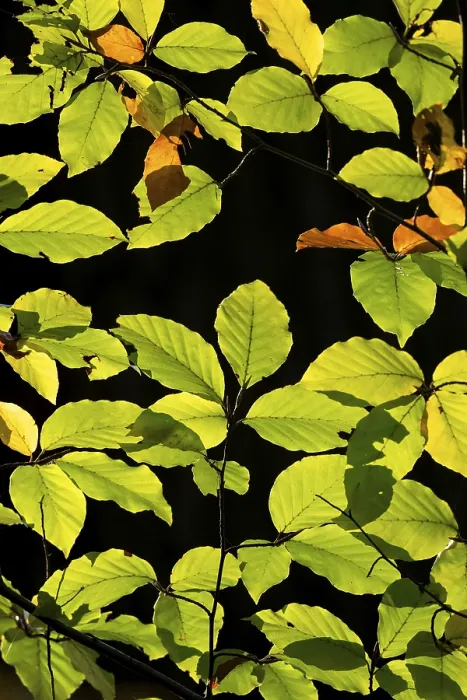 Framed Print : Backlit Beech Leaves Print, Stuttgart, Germany Framed Print : Backlit Beech Leaves Print, Stuttgart, Germany