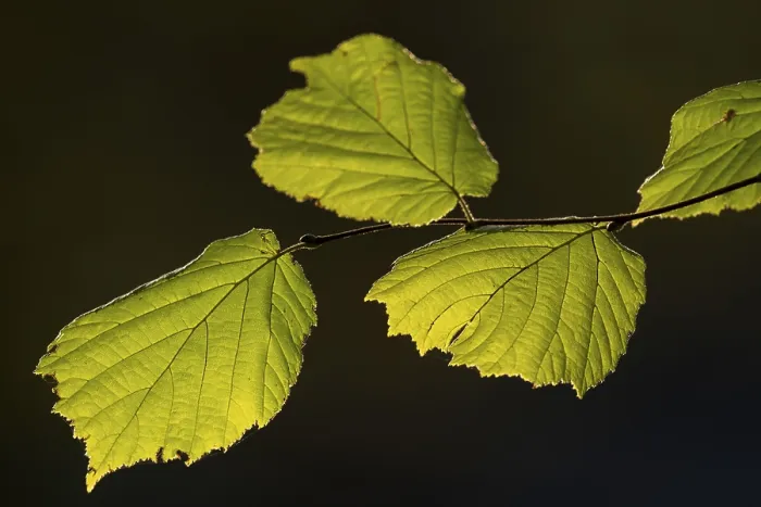 Framed Print : Backlit Beech Leaves Print, Stuttgart, Germany Framed Print : Backlit Beech Leaves Print, Stuttgart, Germany