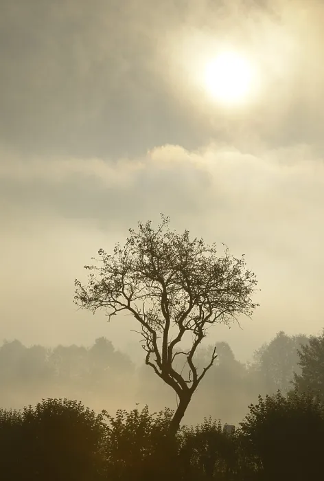 Framed Print : Backlit Tree Print, Triestingtal Valley, Lower Austria Framed Print : Backlit Tree Print, Triestingtal Valley, Lower Austria
