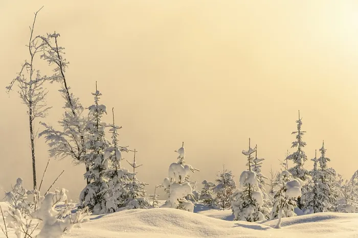 Framed Print : Backlit Winter Mountain Forest Print, Vorarlberg, Austria Framed Print : Backlit Winter Mountain Forest Print, Vorarlberg, Austria