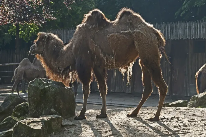 Framed Print : Bactrian Camel Print - Captive, Germany Framed Print : Bactrian Camel Print - Captive, Germany