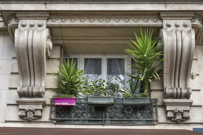 Framed Print : Classicist Building Balcony with Plants Print, Paris, France Framed Print : Classicist Building Balcony with Plants Print, Paris, France