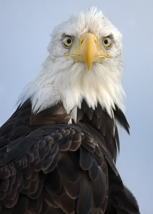 Framed Print : Alaska Bald Eagle Print Framed Print : Alaska Bald Eagle Print