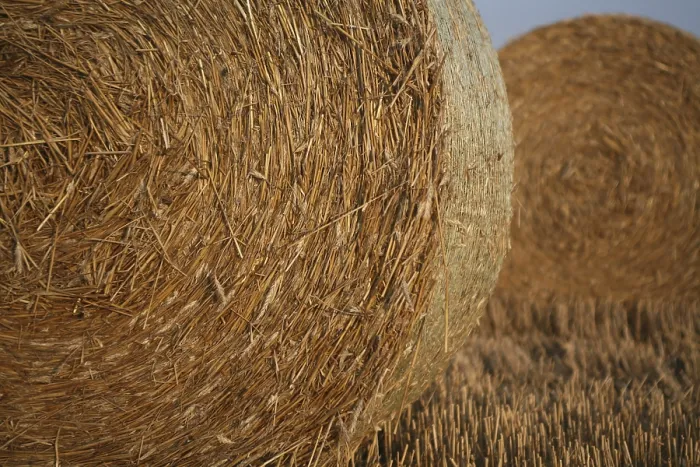 Framed Print : Bales on a Stubble Field Print Framed Print : Bales on a Stubble Field Print