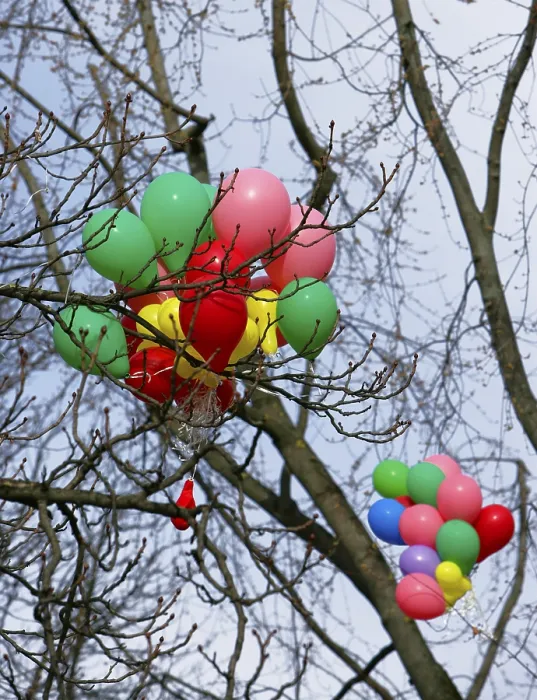 Framed Print : Balloons Caught in a Tree Print Framed Print : Balloons Caught in a Tree Print