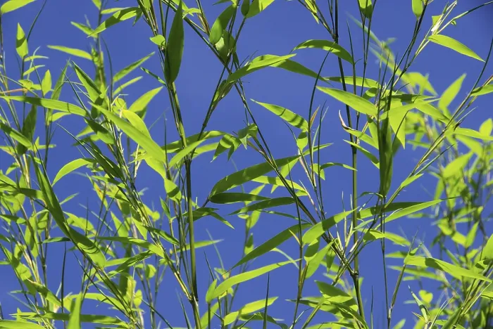 Framed Print : Bamboo Print: Repeating Bamboo Pattern Framed Print : Bamboo Print: Repeating Bamboo Pattern