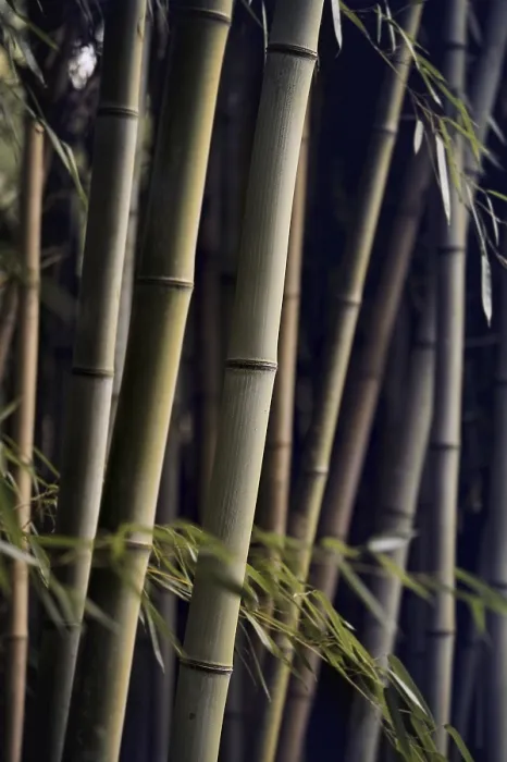 Framed Print : Bamboo Forest Print Framed Print : Bamboo Forest Print