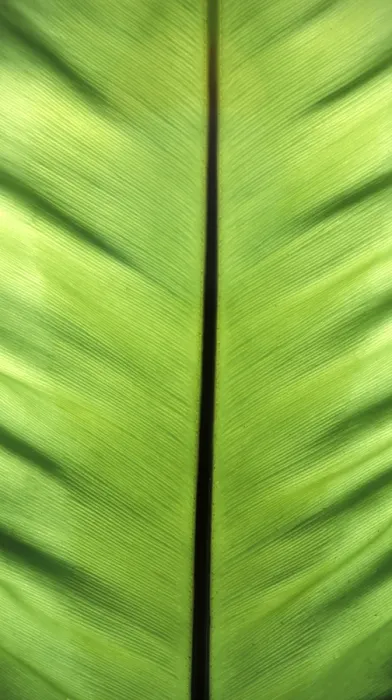 Framed Print : Banana Leaf Print (Tropaeolum) Framed Print : Banana Leaf Print (Tropaeolum)