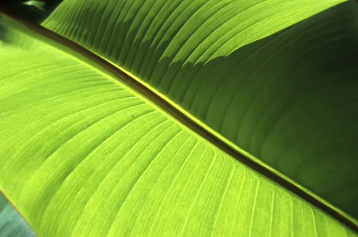 Framed Print : Banana Leaf Print Framed Print : Banana Leaf Print